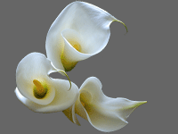 Callalily Flower